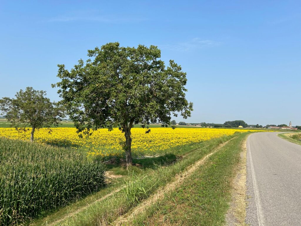 Campagna con girasoli